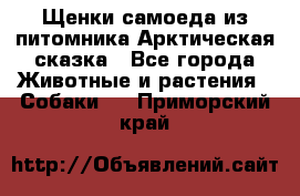 Щенки самоеда из питомника Арктическая сказка - Все города Животные и растения » Собаки   . Приморский край